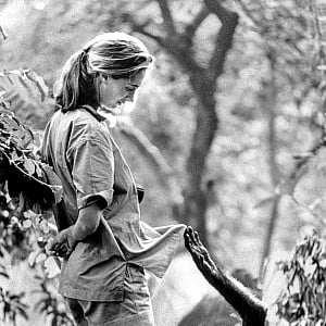 Jane Goodall