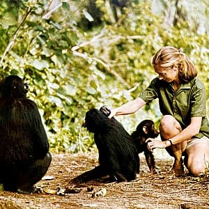 Jane Goodall