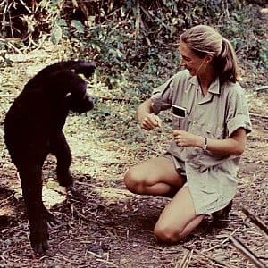 Jane Goodall